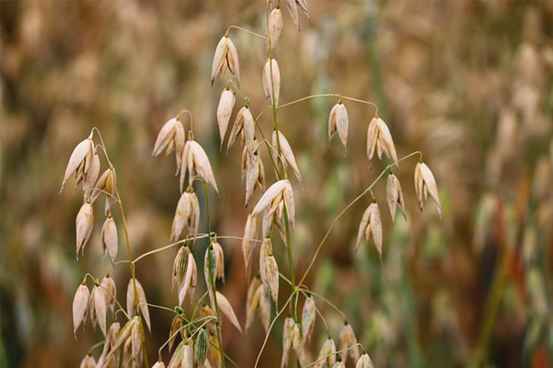 How Our Natural Soap Ingredients Gently Nourish Your Skin