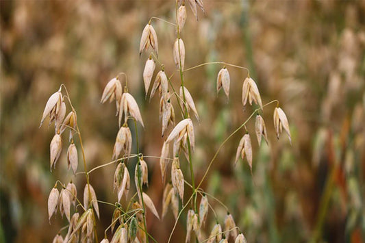 How Our Natural Soap Ingredients Gently Nourish Your Skin